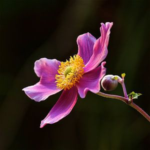 fleur pourpre