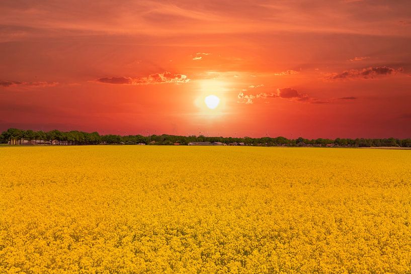 Rapeseed fields in the Netherlands. by Gert Hilbink