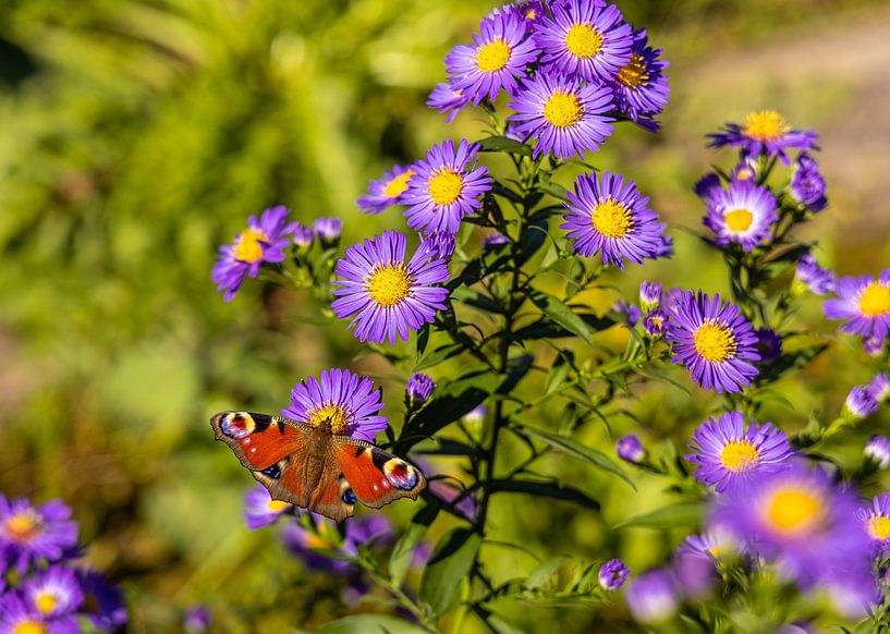 Butterfly von W.Schriebl PixelArts