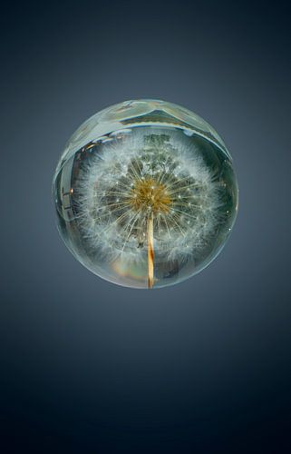 Pluisjes in een bal. 6