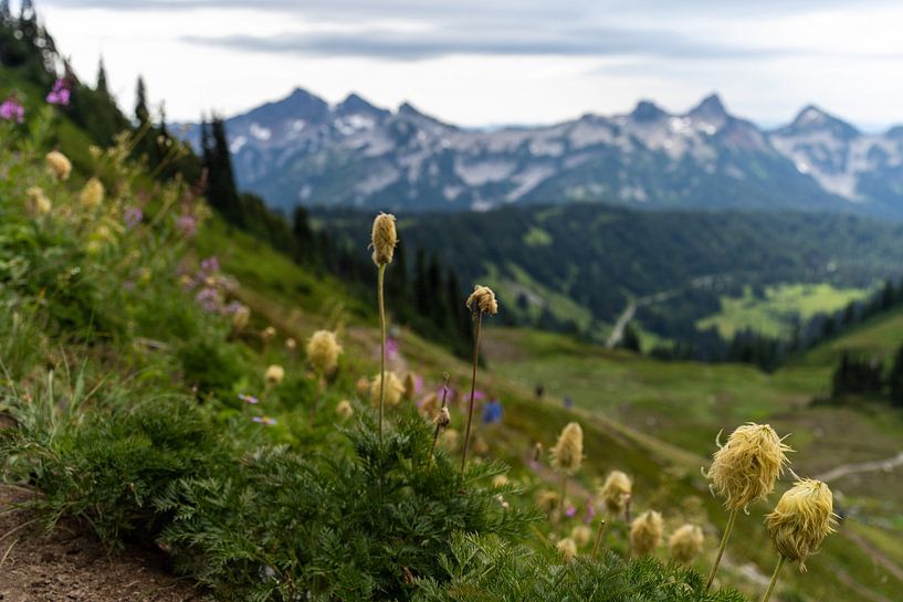 Beargrass, Paradise, Mount Rainier National Park, Washington, USA by Jeroen van Deel