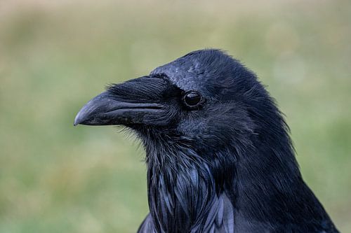 Portrait of a raven