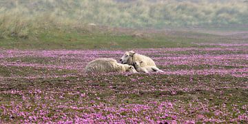 Sheep dreaming in grass carnation meadow by Bodo Balzer