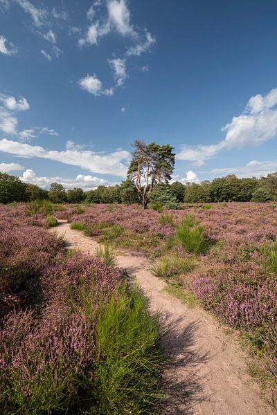 Blooming heathland Posbank by Peter Bartelings