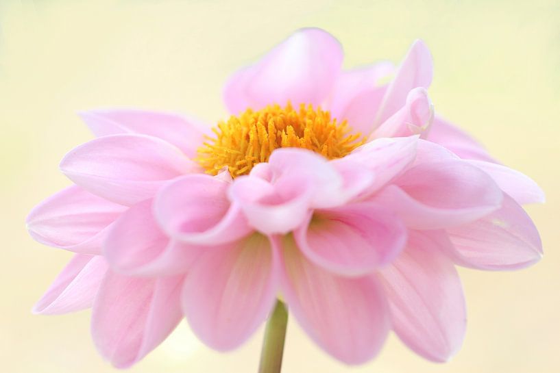 Flower, dahlia by Karin van der Schenk