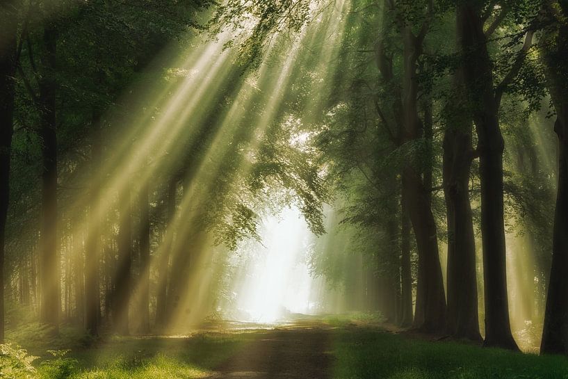 Forest of Light by Fabrizio Micciche