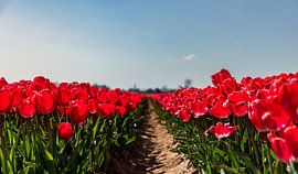 Close-up of a tulip field in bloom 3 by Percy's fotografie