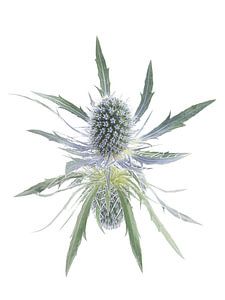 Sanft und doch kantig, schlicht und ruhig: Eine Distel mit Reflexion