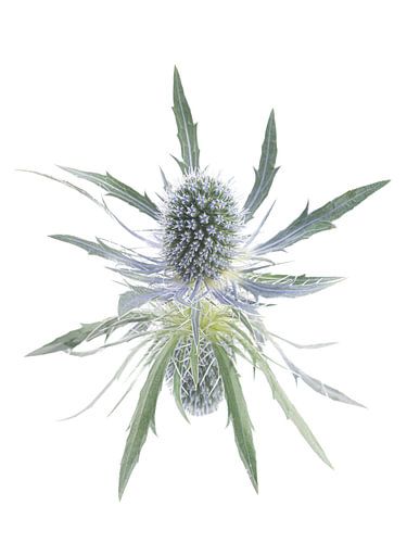 Zacht maar prikkelbaar, eenvoud en rust: Een distel met reflectie