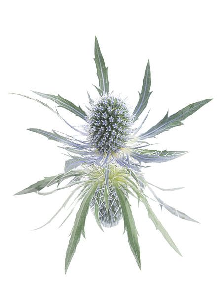 Gentle but edgy, simplicity and calm: A thistle with reflection by Marjolijn van den Berg