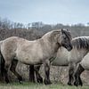 Konik paarden op natuurgebied Lentevreugd van Dirk van Egmond