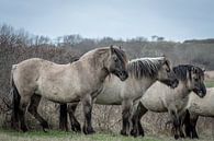 Konik paarden op natuurgebied Lentevreugd van Dirk van Egmond thumbnail