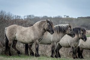 Konik-Pferde im Naturschutzgebiet Lentevreugd