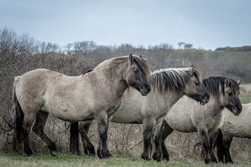 Konik paarden op natuurgebied Lentevreugd van Dirk van Egmond