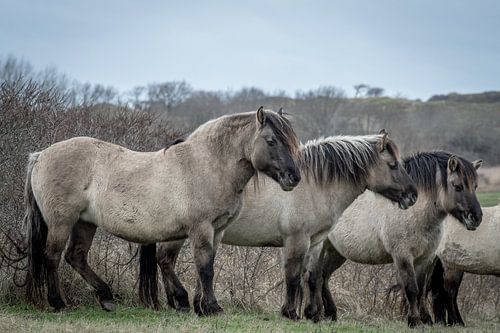 Konik paarden op natuurgebied Lentevreugd