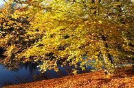 boom, herfst, Bremer Wallanlagen, Bremen, Duitsland van Torsten Krüger thumbnail