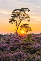 Safari op de Kalmthoutse Heide.