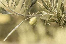 Une olive sur le rameau d'olivier.