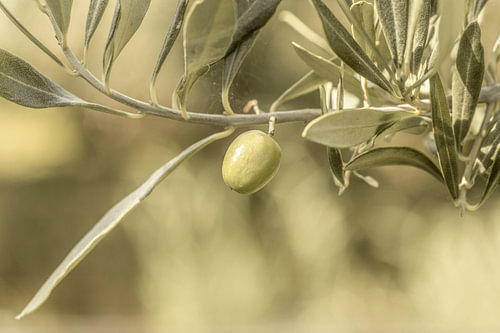 Eine Olive am Olivenzweig.