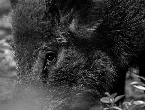Wildschwein Nahaufnahme