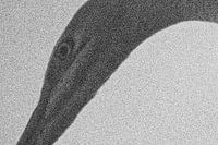 The eye of the great egret