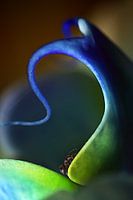 Fourmi dans une orchidée