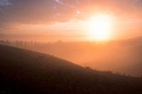Les agneaux dans le pré