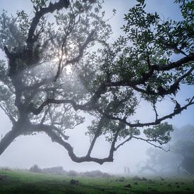 Fanal Forest op Madeira van Joep Henkelman