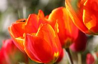 Tulpen mit Schwebfliege von Erich Werner Miniaturansicht