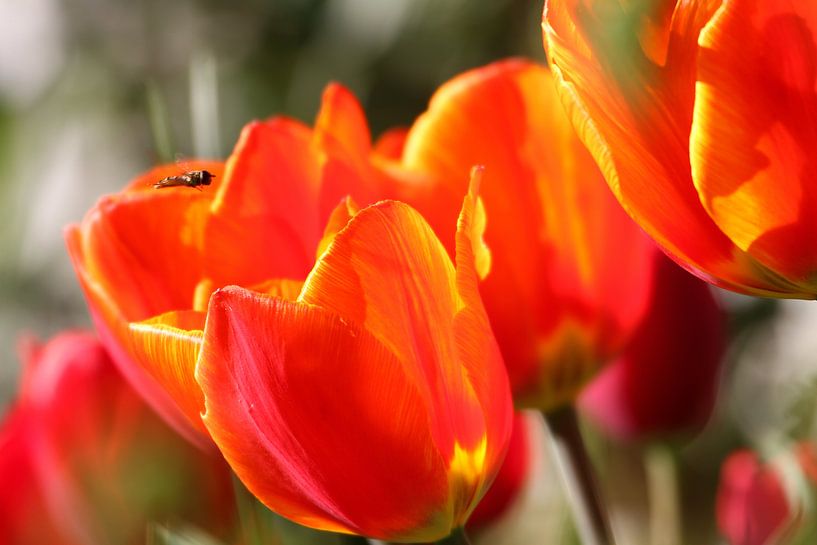 Tulpen mit Schwebfliege von Erich Werner
