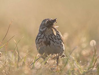 Pipit farlouse avec son bec plein
