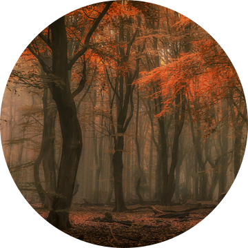 Betovering van Niels Barto