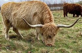 Schottischer Highlander