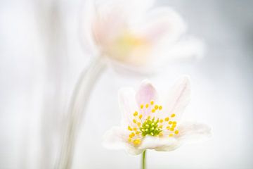 Bosanemonen | Wit en Roze | Natuurfotografie van Nanda Bussers