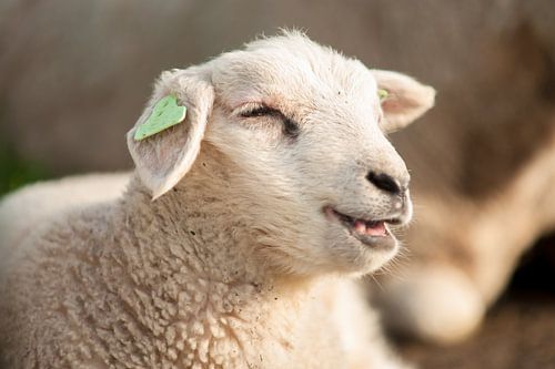 Lente tafereel met jonge lameren