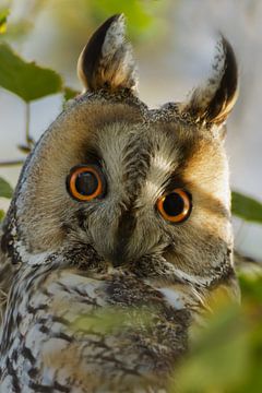 Portrait of a long-eared owl