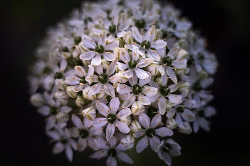 Allium