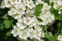 Flowerpower