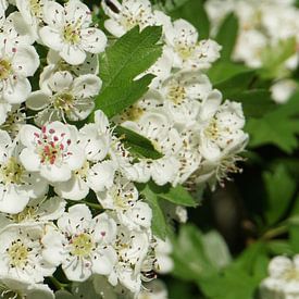 Flowerpower van Alise Zijlstra