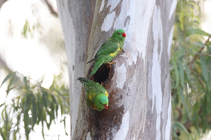 Scaly-breasted lorikeet looks out of the cave in which it bathed, Queensland, Australia by Frank Fichtmüller