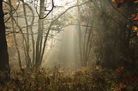 Sunbeams