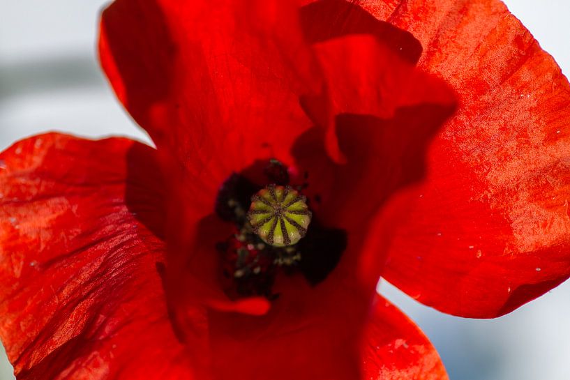 Close Poppy - nature photography by QEIMOY