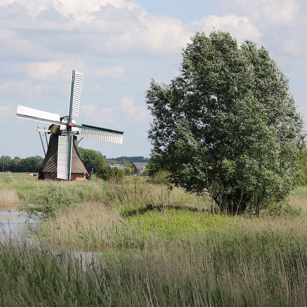 Molen kardingebos van Sylvia Hoekzema