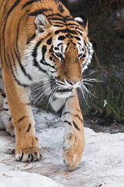 Tigre de Sibérie (Amur tiger) sur fond de sapins en gros plan hivernal, visage puissant d'un grand e sur Michael Semenov