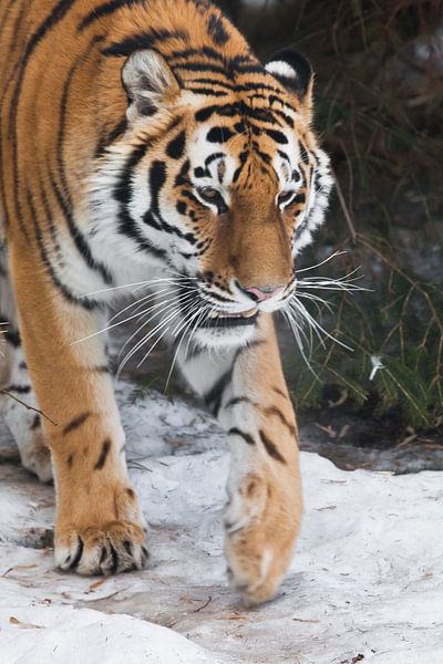 Amur-Tiger (Sibirischer Tiger) auf dem Hintergrund von Tannenbäumen in der Winter-Nahaufnahme, kraft von Michael Semenov