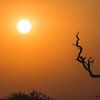 African Sunset sur Thomas Bartelds