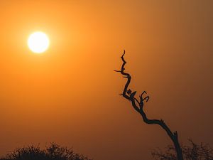 African Sunset