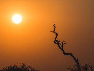African Sunset van Thomas Bartelds