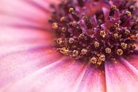 Hart van de bloem