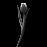Tulipe